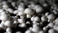 Every day 50 tonnes of mushrooms are shipped across the Irish Sea to the big UK supermarket chains. (Clodagh Kilcoyne / Reuters)