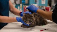 A cat, that is not eating or drinking, is looked over at the clinic at the San Diego Humane Society on April 21, 2020. AFP / ARIANA DREHSLER 