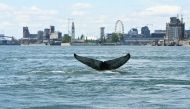 his handout picture courtesy of Reseau Quebecois d'Urgences pour les Mammiferes Marins (RQUMM) shows the tail of a humpback whale swimming in the water by Montreal on May 30, 2020. AFP PHOTO / RESEAU QUEBECOIS D'URGENCE POUR LES MAMMIFERES MARINS 