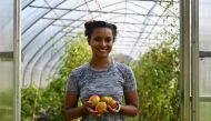 Brooke Bridges, assistant kitchen manager at Soul Fire Farm and public speaker harvests heirloom tomatoes on September 25, 2020 in Petersburg, New York. AFP / Angela Weiss