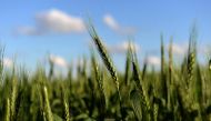 (FILES) This file photo taken on October 15, 2015 shows a wheat field in Ramallo, Buenos Aires Province. Argentina, the fourth largest wheat exporter in the world, became the first country to approve the commercialization of a variety of transgenic wheat,