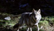 (FILES) This file photo taken on November 13, 2012 shows a wolf pictured in the Mercantour Park in Saint-Martin-Vesubie, southeastern France.  AFP / Valery HACHE