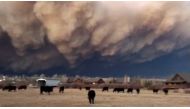 Cows graze as thick plume of smoke from the East Troublesome Fire rise from burning vegetation in Granby, Colorado, U.S., October 21, 2020, in this still image from a video obtained from social media. Video taken October 21, 2020. Juli Eichler/via REUTERS