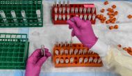 In this file photo a lab technician sorts blood samples for COVID-19 vaccination study at the Research Centers of America in Hollywood, Florida  (AFP / CHANDAN KHANNA)