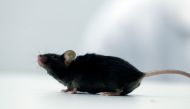 A mouse which recovered from paralysis is seen in a lab at Ruhr University, where scientists discovered a way to restore the ability to walk in mice that had been paralysed after a complete spinal cord injury, in Bochum, Germany, January 21, 2021. REUTERS