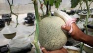 A farmer polishes a Japanese muskmelon with facial pads at Mono Farm in Putrajaya, Malaysia April 8, 2021. Picture taken April 8, 2021. REUTERS/Lim Huey Teng