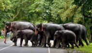 File photo: A herd of elephants cross a road that passes through the flooded Kaziranga National Park in the northeastern state of Assam, India, July 12, 2017. Reuters/Anuwar Hazarika/File Photo