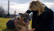U.S. First Lady Jill Biden pets one of the family dogs, Champ, after his arrival from Delaware at the White House in Washington, U.S. January 24, 2021. Adam Schultz/White House/Handout via REUTERS