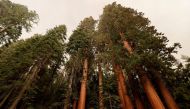 Sequoia trees are seen admist smokes in the Sequoia National Forest in California, U.S. September 17, 2021. REUTERS/Fred Greaves



