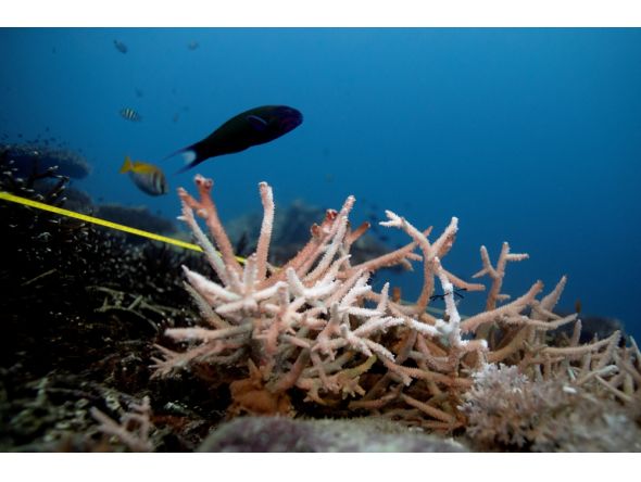 File photo of a bleaching coral. 