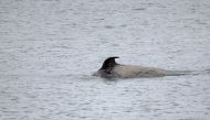 An orca swims in the Seine river at Duclair in Normandy, after straying into the river from the sea and swimming from Le Havre to Rouen, France, May 26, 2022. REUTERS/Pascal Rossignol


