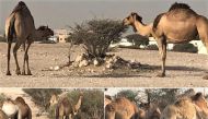 The Ministry of Environment and Climate Change calls on farm owners to adhere to camel grazing ban.