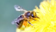 A honeybee gathers nectar from a flower at a farm in the western Austrian village of Seefeld on May 14, 2013. File Photo / Reuters
