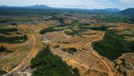 An aerial view is seen of a cleared forest area under development for palm oil plantations in Kapuas Hulu district of Indonesia's West Kalimantan province July 6, 2010. REUTERS/Crack Palinggi/File Photo
