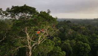 Representational file photo showing Macaws sitting on a tree at the Amazon rainforest in Manaus, Amazonas State, Brazil October 26, 2022. REUTERS/Bruno Kelly/File Photo