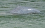 File photo for representational purposes showing a dolphin in the Mekong River in Phnom Penh. AFP.