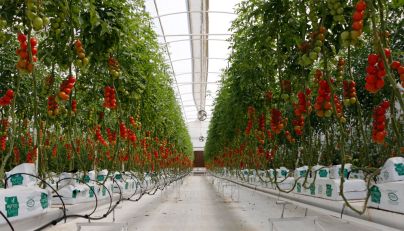 Qatar farms use non-genetically modified seeds, avoid harmful chemicals: Expert