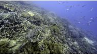 A sea turtle swims over corals on Moore Reef in Gunggandji Sea Country off the coast of Queensland in eastern Australia on Nov. 13, 2022.

