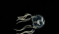This photograph released on September 20, 2023, shows a swimming Caribbean box jellyfish, or Tripedalia cystophora, in a laboratory of Kiel University, northern Germany. (Photo by Jan Bielecki / AFP)