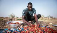 Yiwendenda Tiemtoré sorts strawberries in his field in Ouagadougou, on March 28, 2024. (Photo by Fanny Noaro-Kabr / AFP)