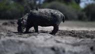 A baby hippo walks on mud in a dried up channel near the Nxaraga village in the Okavango Delta on the outskirts of Maun on April 25, 2024. (Photo by Monirul Bhuiyan / AFP)
