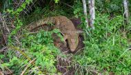 Pauline, a Nile crocodile captured in 1953 and brought to the Eala botanical garden in 1978, rests between vegetation in Mbandaka, DR Congo, on April 13, 2024 (Photo by Arsene Mpiana / AFP)