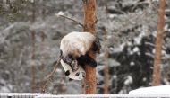 Female panda Lumi hangs upside down on a tree as she plays during snowfall in her enclosure during the opening day of the Ahtari Zoo Snowpanda Resort in Ahtari, Finland on February 17, 2018. Photo by Roni Rekomaa / Lehtikuva / AFP