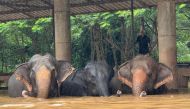 This handout photo taken and released on October 3, 2024 by the Elephant Nature Park shows elephants standing in flood waters at the sanctuary in Thailand's northern Chiang Mai province. Photo by Handout / ELEPHANT NATURE PARK / AFP
