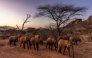 Elephant calves walk after a feeding routine early in the morning at Reteti Elephant Sanctuary in Namunyak Wildlife Conservancy, Samburu, Kenya on October 13, 2022. (Photo by Luis Tato / AFP)