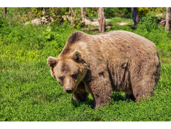 Image representation