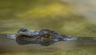 image representation