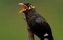 5,936 invasive mynah birds were captured in the first four months of 2025, compared to 2,791 birds in the same period in 2024.