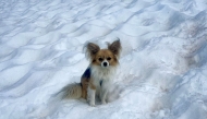 This handout made available on July 6, 2025 by Air Zermatt, an air rescue company operating in the canton of Valais, shows a chihuahua dog that helped rescuers in finding its owner who had fallen into a crevasse in Fee glacier above Saas-Fee, Western Switzerland. (Photo by HANDOUT / Air Zermatt / AFP)