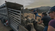 The evacuated sheep are collected at the Chateau Beauregard Mirouze following wildfires in Bizanet, southern France on August 9, 2025. (Photo by Idriss Bigou-Gilles / AFP)