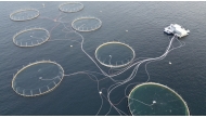 A file aerial view taken on February 5, 2024 shows a fish farm producing Atlantic salmon in Giske, Norway. Photo by Viken KANTARCI / AFP