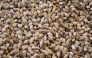 This picture taken on August 24, 2025, shows dried pistachios in the Greek island of Aegina. Photo by Aris MESSINIS / AFP