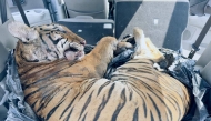The carcass of a Malayan tiger discovered in the boot of a car in Johor. Photo: Facebook / KDNKA
