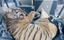The carcass of a Malayan tiger discovered in the boot of a car in Johor. Photo: Facebook / KDNKA
