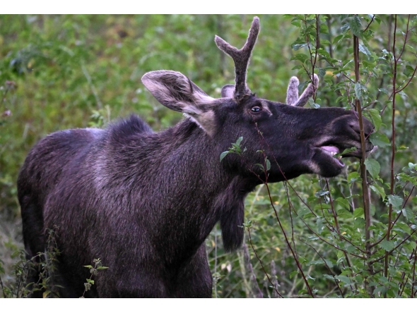 Moose Emil nibbles on a branch as he walks around in Saint Poelten, Austria on September 6, 2025. Photo by HELMUT FOHRINGER / APA / AFP