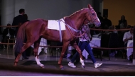 A total of 97 lots went under the hammer, including 97 lots, 36 two-year-olds, two yearlings, 31 horses currently in training and 28 of breeding stock. PIC: Debbie Burt