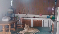 This handout photo taken and released on October 5, 2025 by Thailand's Department of National Parks, Wildlife and Plant Conservation (DNP) shows a female pet lion chained to a kitchen table before being confiscated by authorities, in western Kanchanaburi province. (Photo by Handout / Thailand's Department of National Parks, Wildlife and Plant Conservation (DNP) / AFP)