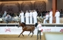 The second day of the Al Shaqab International Arabian Horse Show featured over 90 horses at the Longines Outdoor Arena.