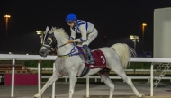 Marco Casamento guides Mueer Al Rayyan to victory in the Purebred Arabian Show Horses & Mares race.