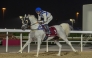 Marco Casamento guides Mueer Al Rayyan to victory in the Purebred Arabian Show Horses & Mares race.