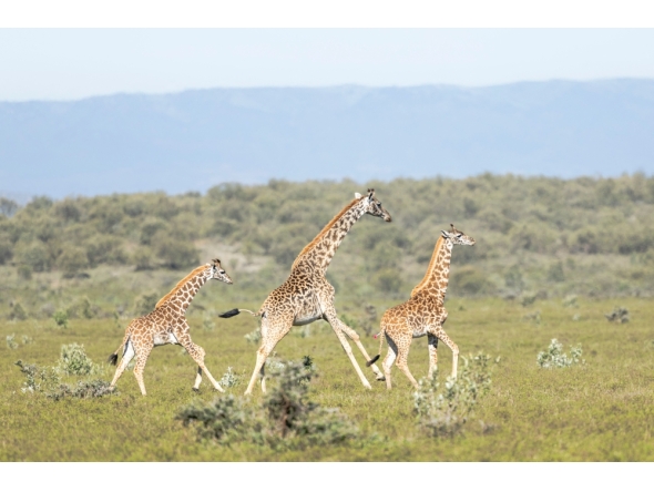 An adult and two juvenile Masai giraffes sprint across the savannah after one is darted with a tranquilizer from a helicopter during an exercise to translocate large herbivores from Kedong Ranch due to land subdivisions and corralling that have disrupted wildlife migratory routes in Naivasha, Nakuru County, on November 16, 2025. Photo by Tony Karumba/ AFP