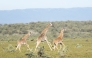 An adult and two juvenile Masai giraffes sprint across the savannah after one is darted with a tranquilizer from a helicopter during an exercise to translocate large herbivores from Kedong Ranch due to land subdivisions and corralling that have disrupted wildlife migratory routes in Naivasha, Nakuru County, on November 16, 2025. Photo by Tony Karumba/ AFP