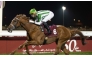 Tiding and jockey Alberto Sanna on their way to win the Al Shaqab Cup. Pics: JUHAIM/QREC