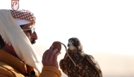 A falconer with his falcon during the competition. 