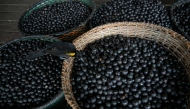 (Files) A bird eats an acai berry from a basket on the boat of merchant Evandro Santos, 38, resident of the riverside community of Sao Jose, in Melgaco, Brazil, on June 11, 2020. (Photo by Tarso SARRAF / AFP)