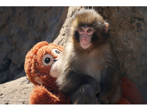 This photo taken on February 19, 2026 shows a seven month-old male macaque monkey named Punch, who was abandoned by his mother shortly after birth, sitting with a stuffed orangutan toy at Ichikawa City Zoo and Botanical Gardens in Chiba Prefecture. (Photo by JIJI PRESS / AFP) / Japan OUT